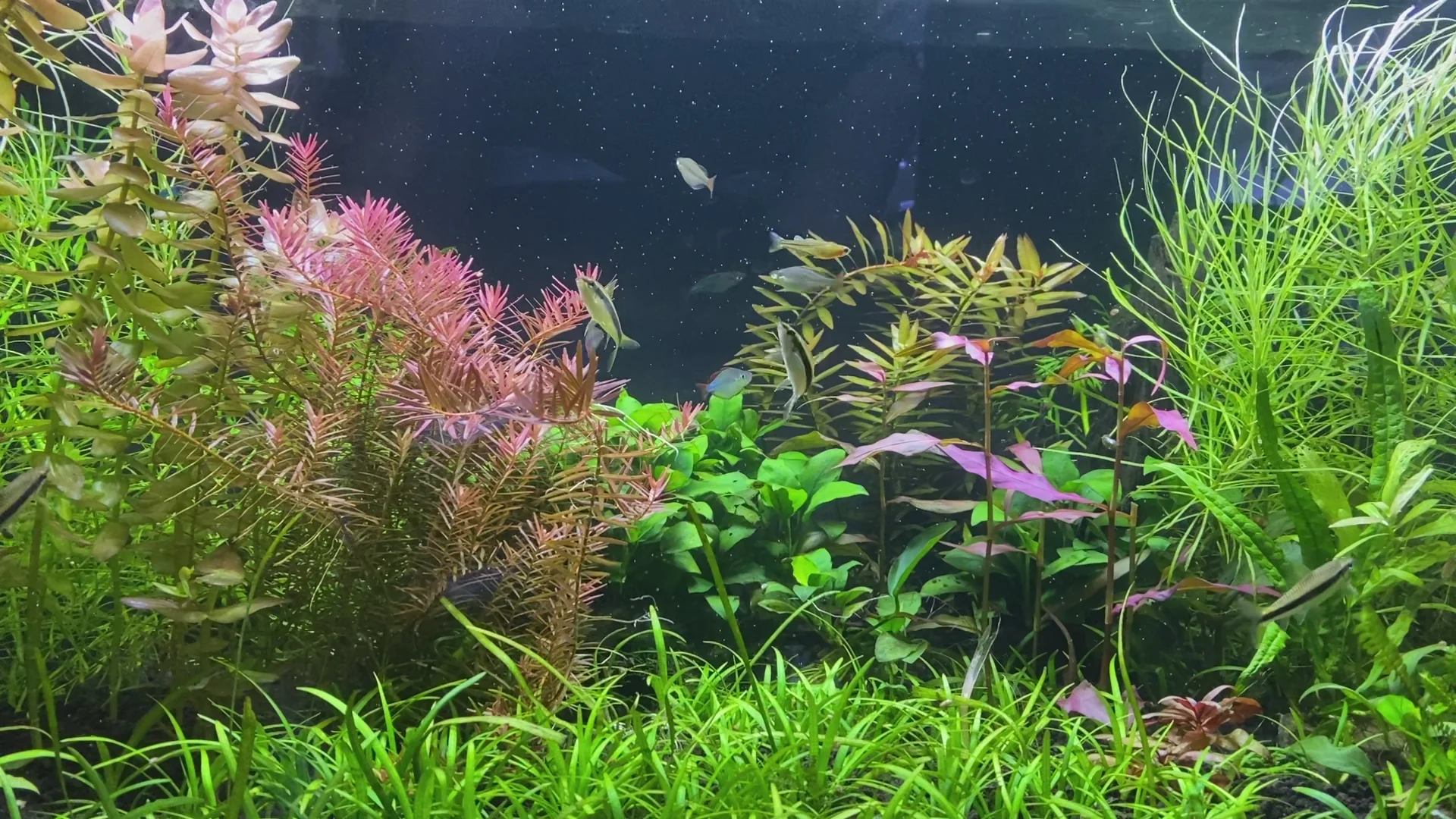 Deep Dive Into Aquatic Style